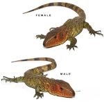 Baby Caiman Lizard