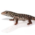 High White Red Tegu