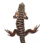 High White Red Tegu - Image 2