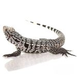 Baby Ice Tegu