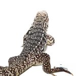 Baby Ice Tegu - Image 2