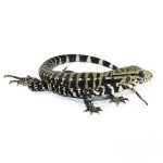Baby Ice Tegu 100 % Het Albino - Image 2