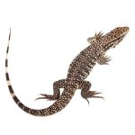 Baby Paraguayan Red Tegu - Image 3