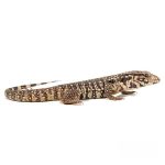 Baby Paraguayan Red Tegu - Image 2