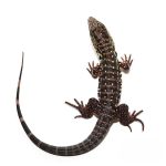 Baby Pink Panther Tegu - Image 2