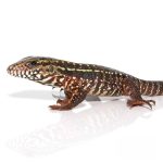 Baby Pink Panther Tegu