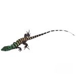 Purple Tegu