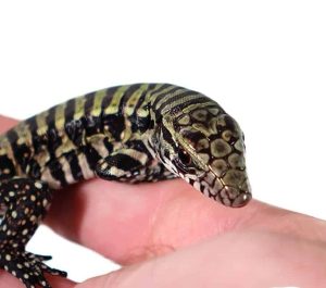 Purple Tegu - Image 2