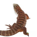 Baby Silver Panther Tegu - Image 2