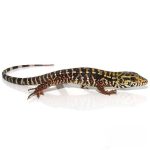 Super Red Tegu