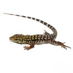 Super Red Tegu - Image 2