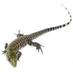 Baby Ultra Purple Tegu - Image 2