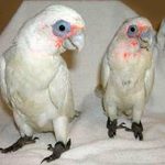 Bare Eyed Cockatoo
