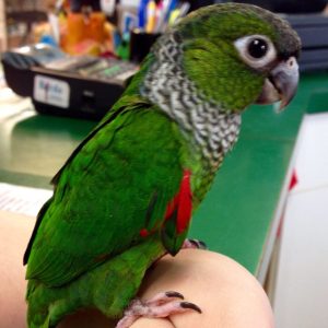 Black Capped Conure Parrot For Sale Online