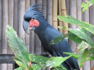 Black Palm Cockatoo For Sale Online