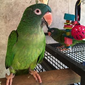 Blue Crowned Conure For Sale Online