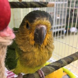 Brown Throated Conure Parrots For Sale Online