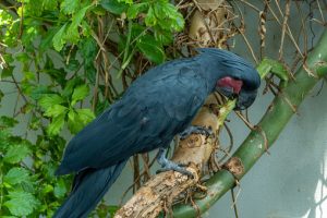 Buy Black Palm Cockatoo For Sale Online