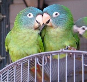 Buy Blue Crowned Conure Online