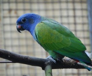 Buy Blue Headed Pionus For Sale Near Me