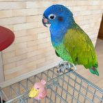 Buy Blue Headed Pionus For Sale Online