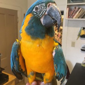 Buy Blue Throated Macaw For Sale Online