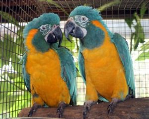 Blue Throated Macaw - Image 2