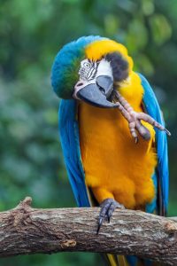 Buy Blue and Gold Macaw For Sale Near Me
