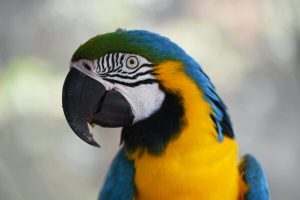 Buy Blue and Gold Macaw For Sale Online