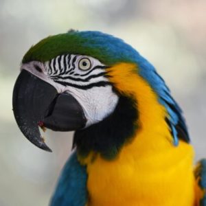 Buy Blue and Gold Macaw For Sale Online