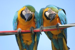 Blue and Gold Macaw - Image 2