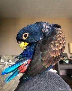 Buy Bronze Winged Pionus For Sale Online