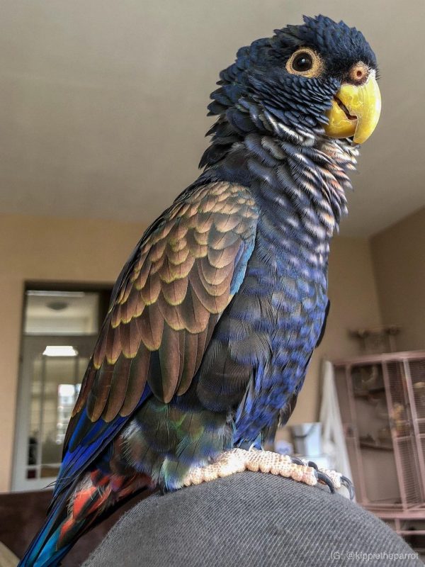 Buy Bronze Winged Pionus Parrots For Sale Online