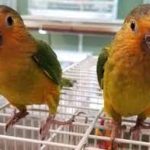 Buy Brown Throated Conure Parrots Online