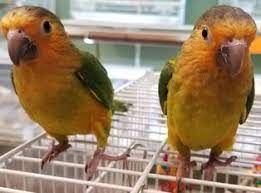 Buy Brown Throated Conure Parrots Online