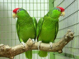 Buy Cherry Headed Conure Parrots Online