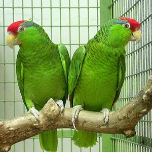 Buy Cherry Headed Conure Parrots Online