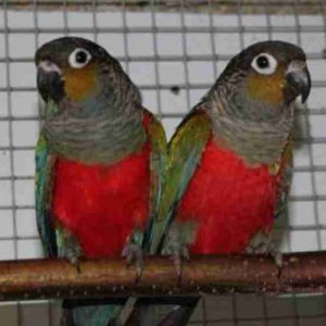 Buy Crimson Bellied Conure Parrots Online