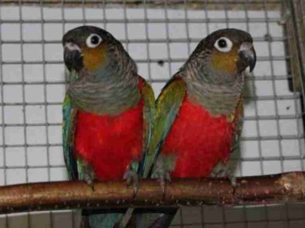 Buy Crimson Bellied Conure Parrots Online