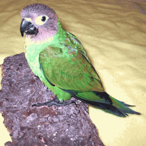 Buy Dusky Headed Conure Parrots Online