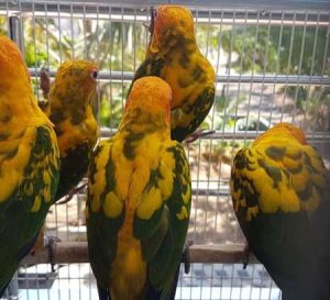 Buy Golden Conure Parrots