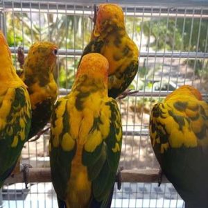 Buy Golden Conure Parrots