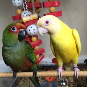 Buy Golden Conure Parrots Online