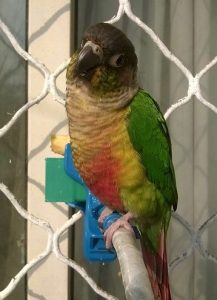Buy Green Cheek Conure Online