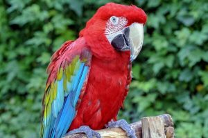 Buy Green Winged Macaw For Sale Online