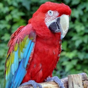 Buy Green Winged Macaw For Sale Online
