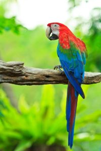 Buy Green Winged Macaw Parrot For Sale Online