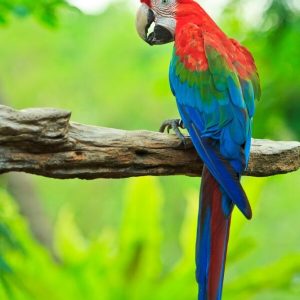 Buy Green Winged Macaw Parrot For Sale Online
