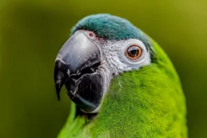 Buy Hahn’s Macaw For Sale Online