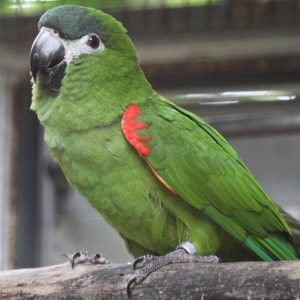 Buy Hahn’s Macaw Parrot For Sale Online